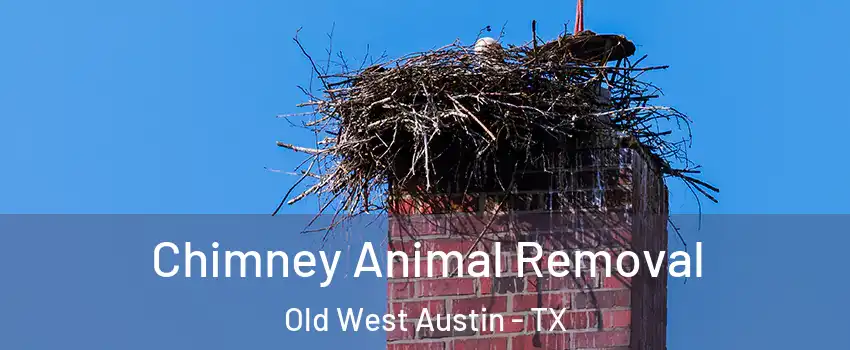 Chimney Animal Removal Old West Austin - TX